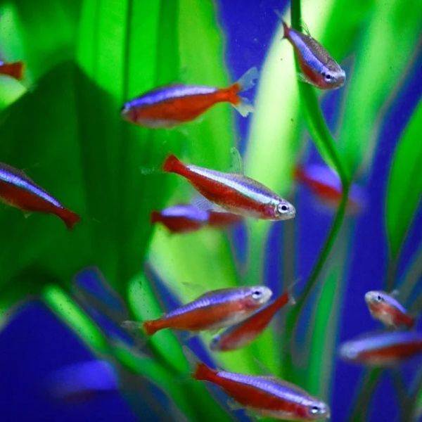 Cardinal Tetra