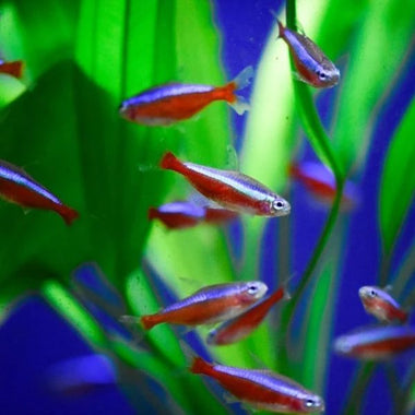 Cardinal Tetra