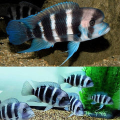 Frontosa Cichlid 4cm