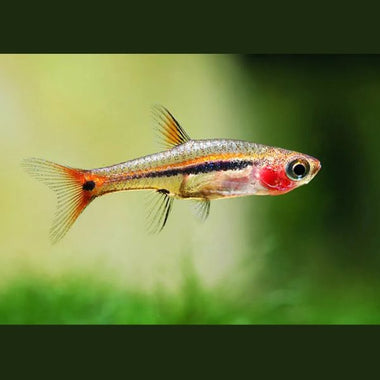 Least Rasbora