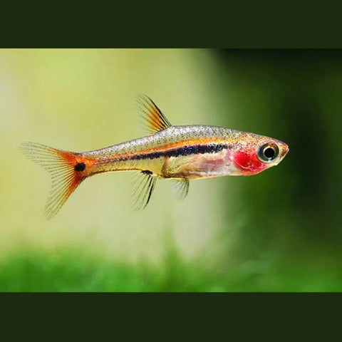 Least Rasbora
