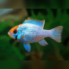 Electric Blue Cichlid 3cm