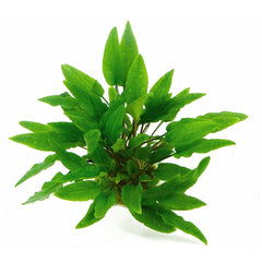 Tici - Cryptocoryn Wendtii Green