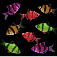 Red Tiger Barb
