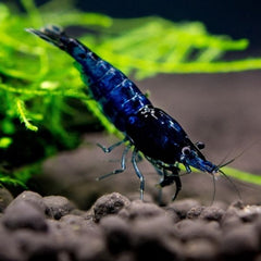Dream Blue Shrimp