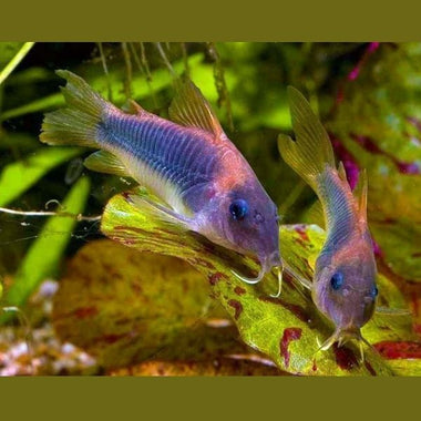 Bronze Cory Catfish