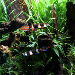Clown Killifish