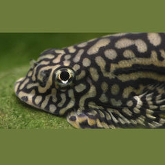 Hillstream Borneo Loach