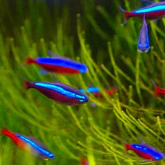 Cardinal Tetra