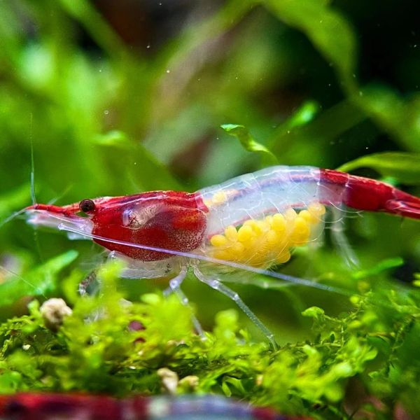 Red Rili Shrimp
