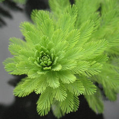 Parrot Feather plant