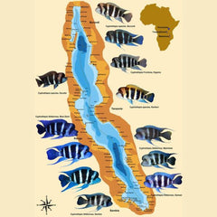 Frontosa Cichlid 4cm