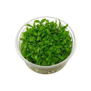 Staurogyne repens - Growow Tc Plant