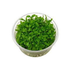 Staurogyne repens - Growow Tc Plant