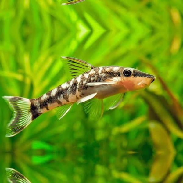 Otocinclus Algae Eater