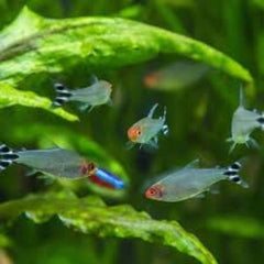 Rummy Nose Tetra
