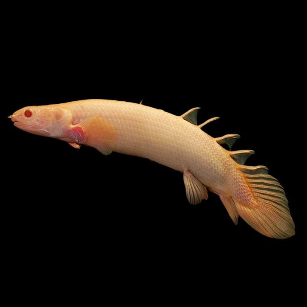Albino Senegal Bichir 10cm
