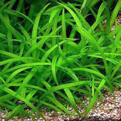 Sagittaria plant