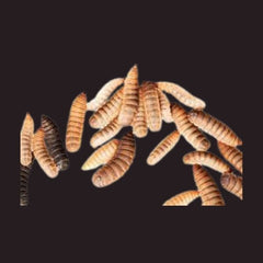 Black Soldier Fly Larvae (BSFL) 100g