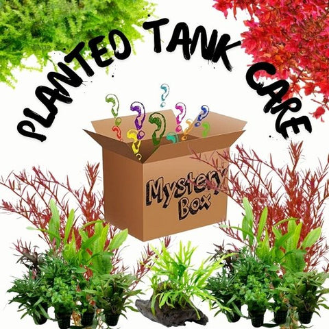 Mystery Box - Planted Tank Care
