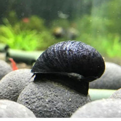 Black Helmet Snails