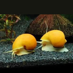 Yellow apple Snail 3cm