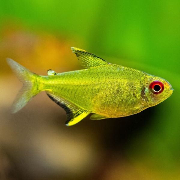 Lemon Tetra