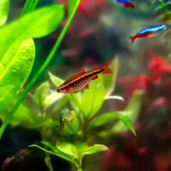 Cherry Barb 3cm