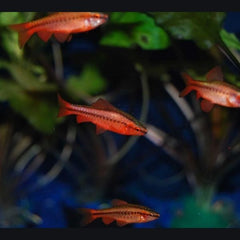 Cherry Barb 3cm