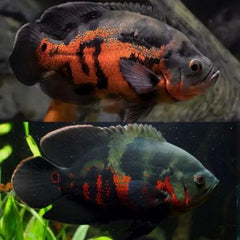 Tiger Oscar Fish 10cm