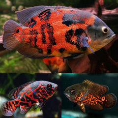 Tiger Oscar Fish 10cm