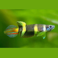Clown Killifish