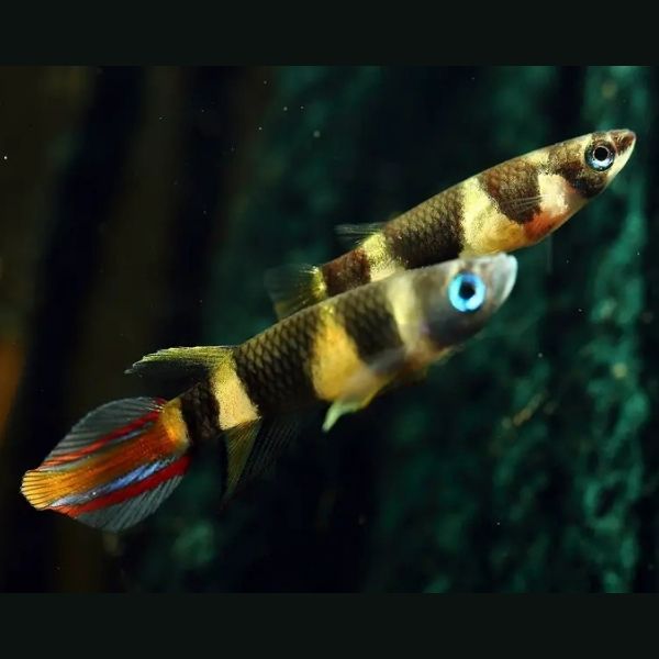 Clown Killifish