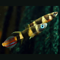 Clown Killifish