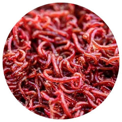 V AQUARIA BLOODWORM + 100g