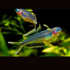 Forktail Rainbow