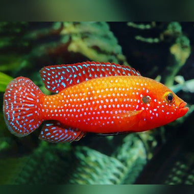 RED JEWEL