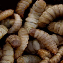 Black Soldier Fly Larvae (BSFL) 100g