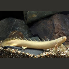 Albino Senegal Bichir 10cm