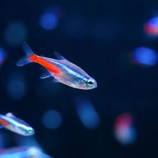 Live Fish for Planted Tanks