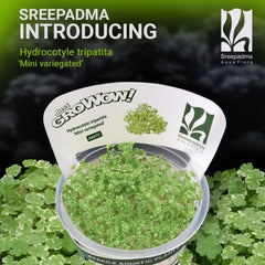 Hydrocotyle tripartita ‘Mini Variegated’