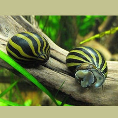 Zebra Nerite Snails