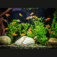 Panda Oranda Goldfish 8cm