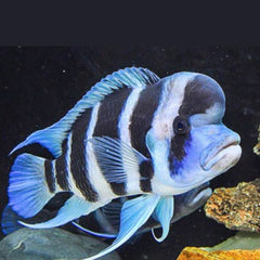 Frontosa Cichlid 4cm