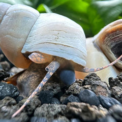 White Wizard Snails