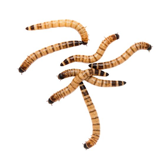 Live Superworms for Fish