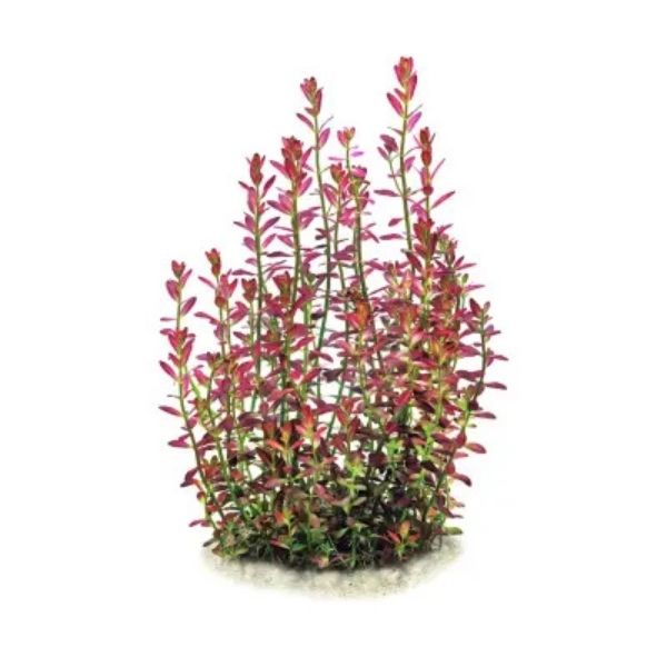 Rotala ramosior 'Florida'  -  Growow Tc Plant