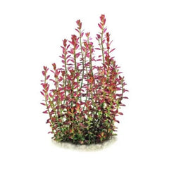 Rotala ramosior 'Florida'  -  Growow Tc Plant