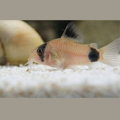 Panda Cory Catfish