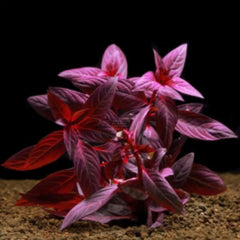 Ludwigia glandulosa